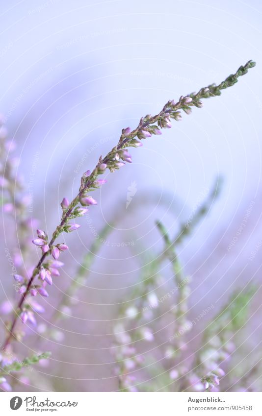 outdoor Nature Summer Beautiful weather Wild plant Meadow Field To fall To enjoy Free Fresh Authentic Inspiration Calm Exterior shot Day