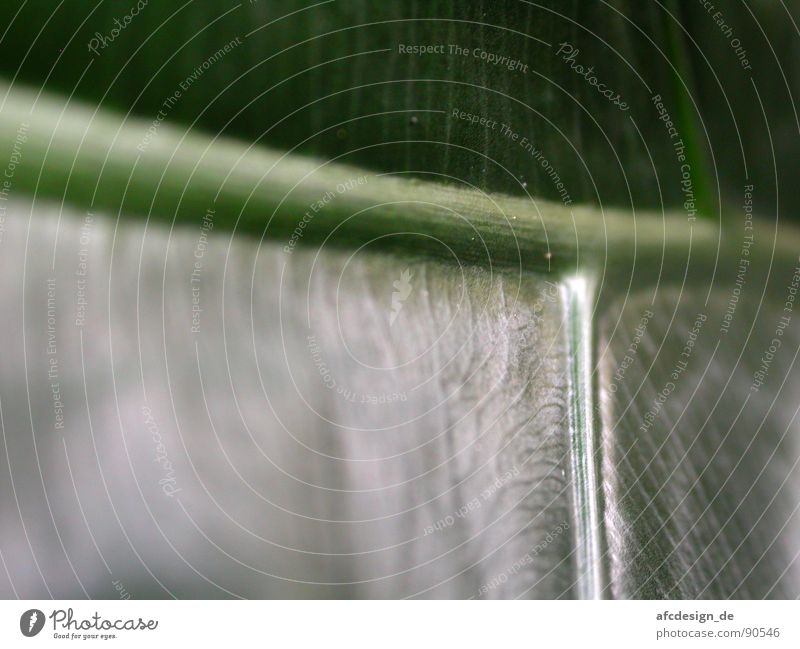 Everything's gone green Leaf Green Near Vessel Plant Botany Blur Tree Vacation & Travel Summer Close-up Life Nature Exotic