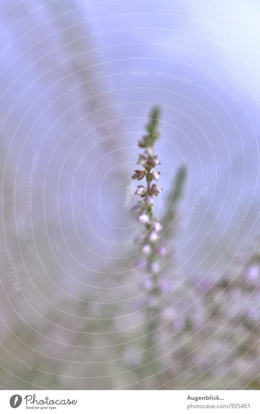 twenty-twoctober... Nature Plant Wild plant Mountain heather Meadow Field Free Friendliness Happiness Infinity Blue Pink White Happy Hope Life