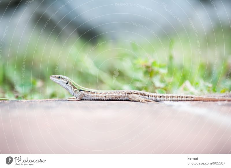 sun lounger Animal Wild animal Scales Lizards 1 Sit Wait Exceptional Bright Beautiful Green Watchfulness Calm Colour photo Subdued colour Exterior shot Deserted