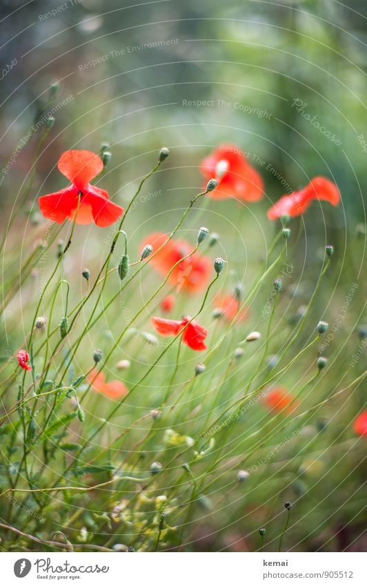 red-green Environment Nature Plant Sunlight Summer Beautiful weather Flower Grass Blossom Wild plant Poppy Poppy blossom Poppy capsule Meadow Blossoming Growth