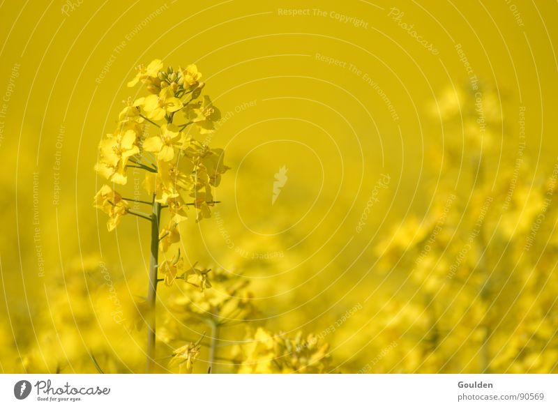 Gölb 1 Canola Yellow Environment Renewable Plant Field Ecological Spring Oil Energy industry Nature