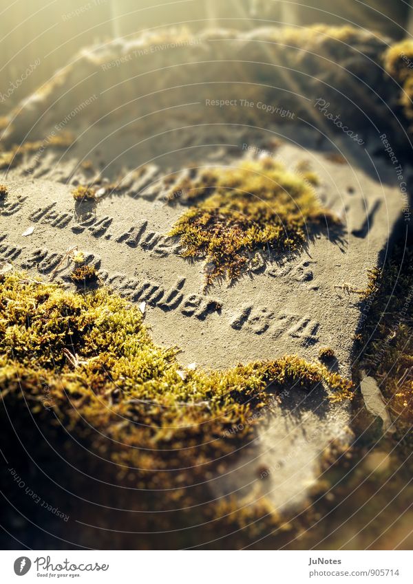 Jewish Cemetery, Frankfurt Funeral service Nature Sunlight Autumn Winter Plant Moss Stone Characters Sadness Old Historic Brown Gray Green Moody To console Calm