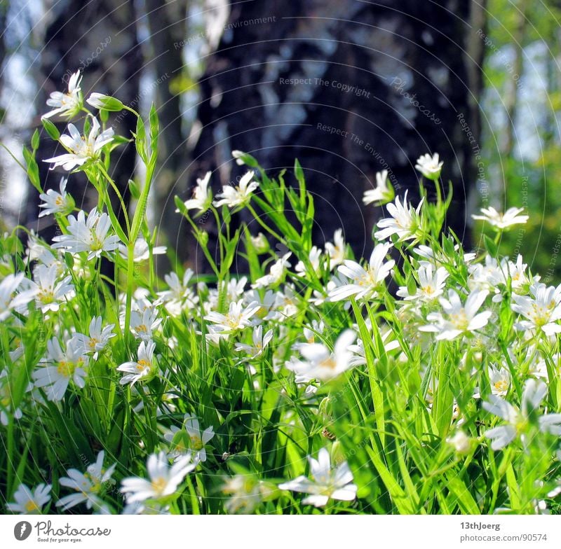 boredom in the woods Forest Meadow Flower Birch tree Germany Spring Environment Blossom White Spring flowering plant Edge of the forest Nature Floor covering