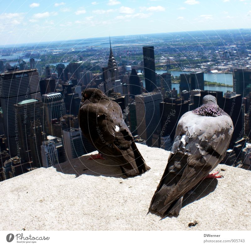 Above the rooftops of NY Vacation & Travel Tourism Trip Far-off places Freedom Sightseeing Living or residing Flat (apartment) Dream house Sky Town Downtown