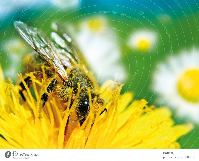 Something of spring Bee Flower Dandelion Spring Collection Summer Honey Macro (Extreme close-up) Near Meadow Flower meadow Daisy Diligent Blossom Pollen Yellow