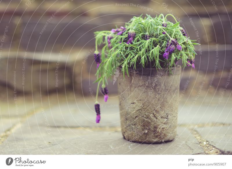 hanging lavender Plant Foliage plant Pot plant Lavender Illness Green Violet Pink Withered Mediterranean Fragrance Limp Suspended Old Balcony plant Slack Faded