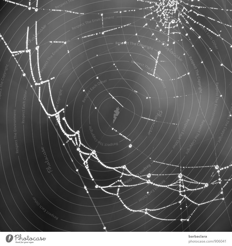 Homemade in the spider workshop. Environment Nature Drops of water Dew Spider's web Line Network Illuminate Dark Bright Gray Esthetic Uniqueness Senses