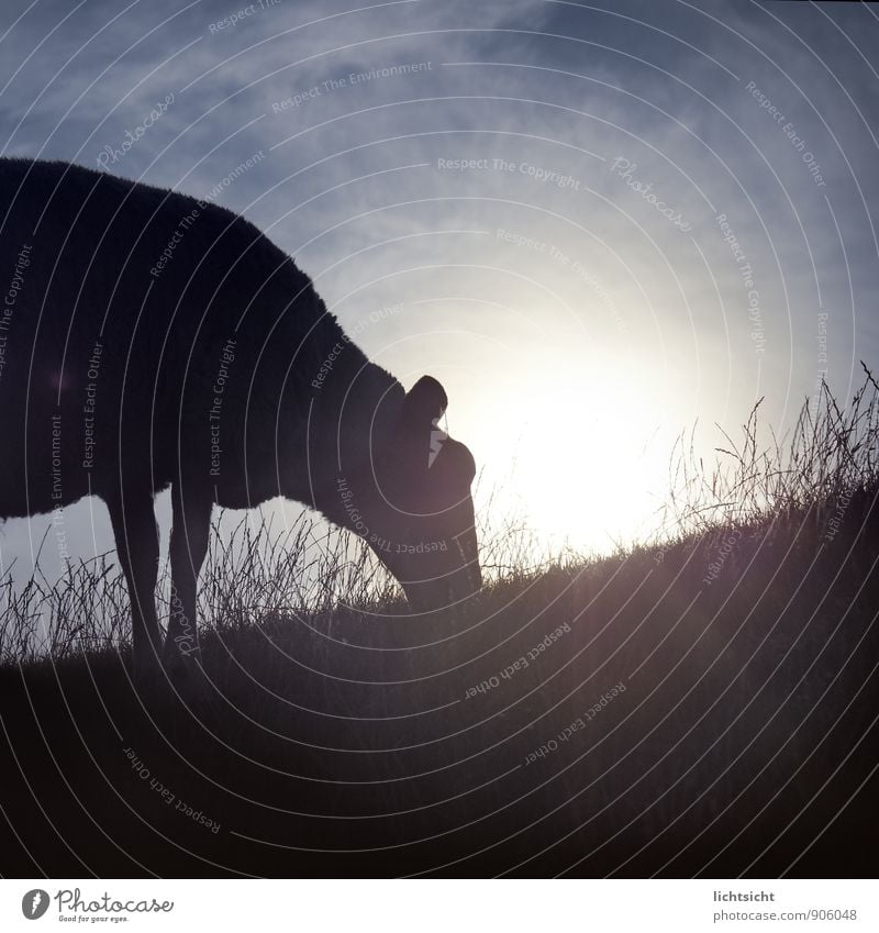 just across the dike Nature Landscape Sky Sun Beautiful weather Grass Meadow Hill Coast North Sea Animal Pet Farm animal 1 Blue Black Idyll Country life Sheep