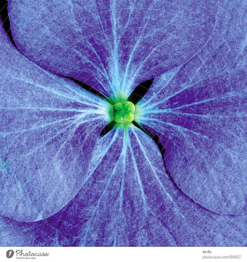 blue Spring Blossom Flower Blossom leave Macro (Extreme close-up) Close-up Blue in full bloom Enlarged Pollen Detail Magnifying glass