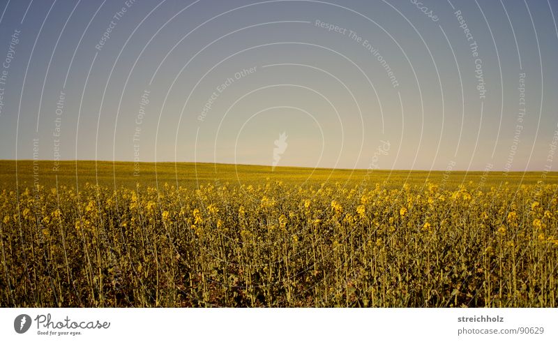 Skyfield 2 Canola Ear of corn Field Optimism White Paradise Farmer's wife Hope Freedom Wheat beer Perspective Agriculture Seed Planter Meadow Canola field