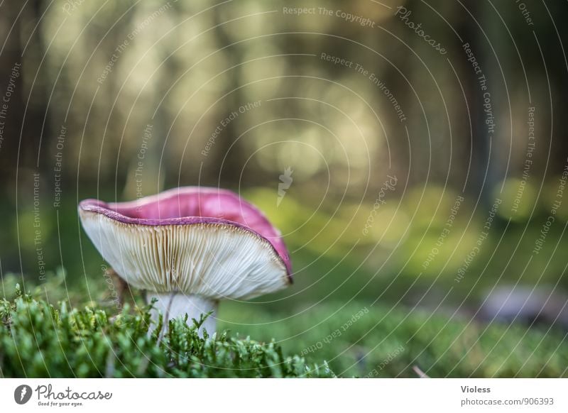 Forest Life IV Environment Nature Landscape Plant Grass Moss Natural Green Mushroom Amanita mushroom Woodground Light Shallow depth of field Blur