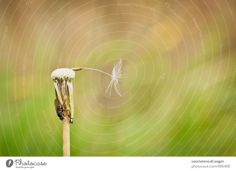 A very critical moment Nature Autumn Plant Blossom Wild plant Dandelion Stalk Seed Animal Fly 1 Hang Wait Simple Brash Small Funny Brown Green Orange Patient