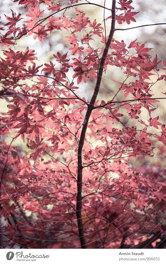 Asian autumn leaves Life Nature Plant Air Autumn Tree Leaf Park Forest Dream Esthetic Authentic Dark Kitsch Natural Positive Beautiful Red Moody Romance Peace