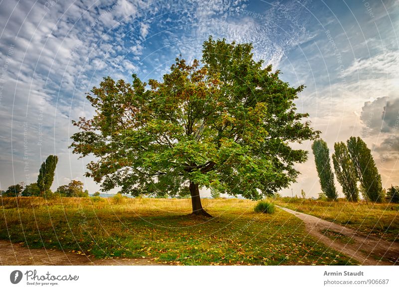 HDR - Tree - Landscape Nature Sky Sunrise Sunset Summer Autumn Beautiful weather Maple tree Poplar Park Meadow Lanes & trails Growth Esthetic Exceptional Free