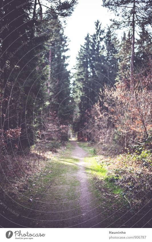 forest path To go for a walk Hiking Environment Nature Landscape Sky Spring Beautiful weather Plant Tree Grass Bushes Leaf Foliage plant Wild plant Forest