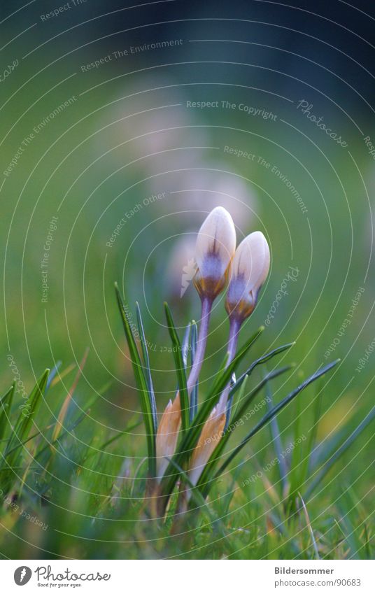 Crocus in focus Flower Violet Spring Jump Green Meadow Nature Blossom crocusses flowers Blue Lawn grass grassland pasture Macro (Extreme close-up) macro floral