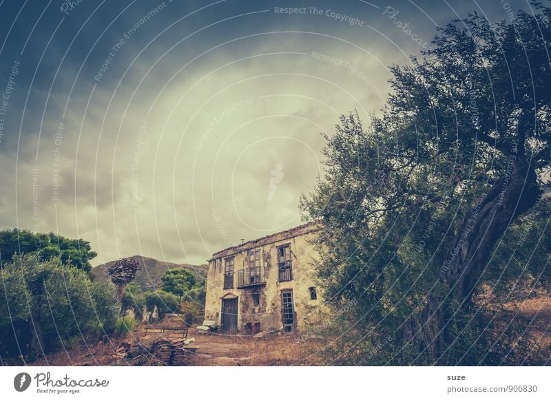 It's on the house. Nature Tree Ruin Manmade structures Building Facade Old Authentic Dirty Dark Fantastic Historic Broken Gloomy Dry Brown Moody Loneliness