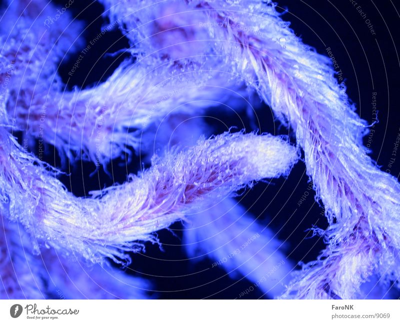 root Plant Macro (Extreme close-up) Close-up Root Hair and hairstyles Blue Pteridopsida