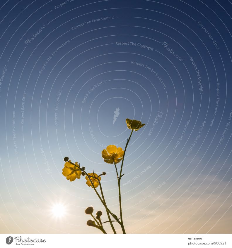 buttercup Nature Landscape Plant Air Sky Clouds Sun Sunrise Sunset Sunlight Climate Weather Beautiful weather Flower Grass Bushes Blossom Foliage plant