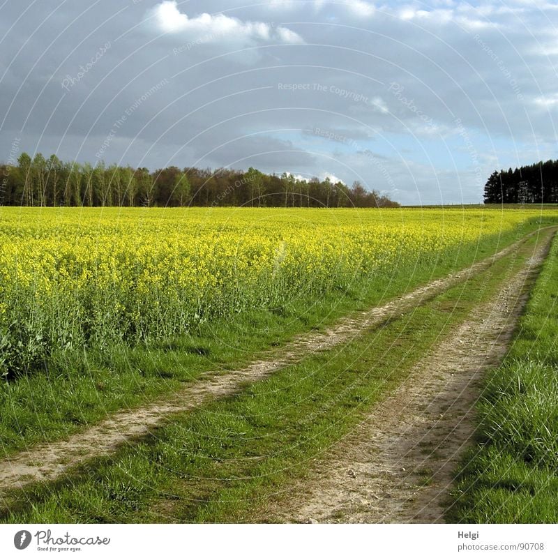 rural landscape with rape field, field path and trees in the background under cloudy skies Colour photo Multicoloured Exterior shot Deserted Copy Space top Day