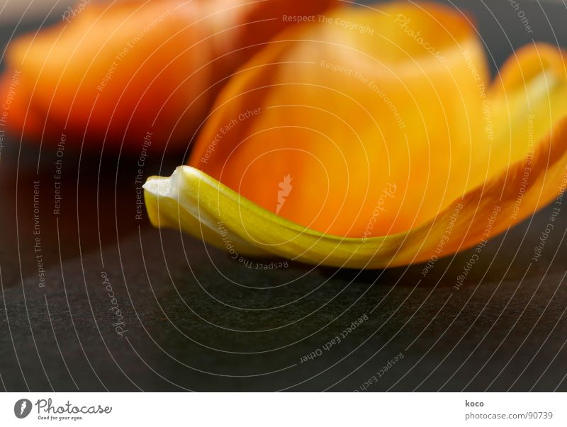 sweetheart Flower Tulip Blossom leave Delicate Transience Interior shot Orange Heart Macro (Extreme close-up)