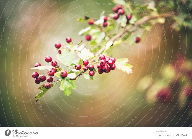 Forest fruits in autumn Nature Autumn Plant Tree Bushes Leaf Blossom Wild plant red berries forest fruits bokeh Blossoming To enjoy Illuminate Brown Gold Green