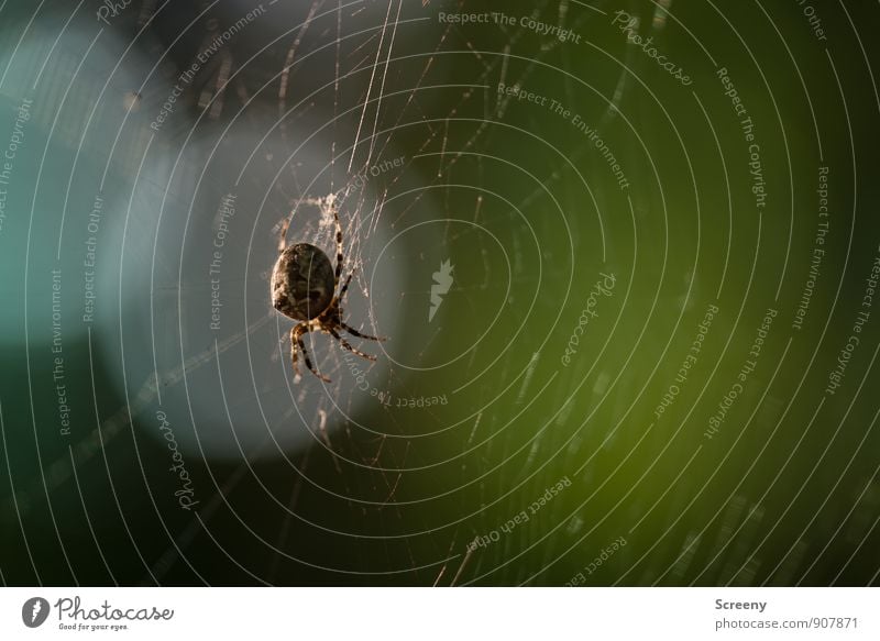 Wait a minute... Nature Animal Forest Wild animal Spider 1 Build Hang Crouch Hunting Threat Disgust Creepy Small Brown Fear Dangerous Spider's web Woven