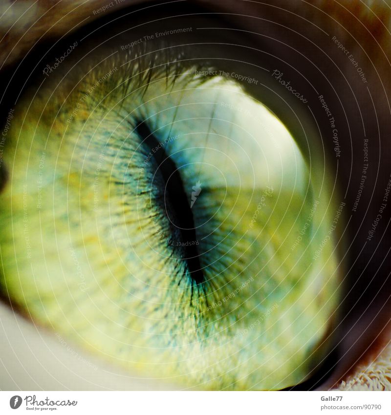 The Eye of the Pixel King Pupil Macro (Extreme close-up) Close-up Domestic cat Lens Looking Observe Snapshot Slitted eyes Reflection