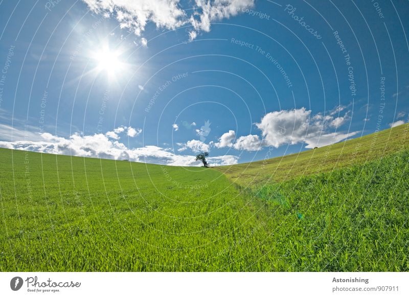 the tree Environment Nature Landscape Plant Air Sky Clouds Horizon Sun Sunlight Summer Weather Beautiful weather Tree Meadow Field Hill Small Blue Yellow Green