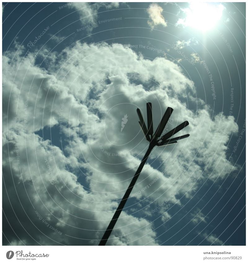 fleur II Sun Sky Clouds Blossom Crazy Blue White Lantern Street lighting Lighting towards the light Detail