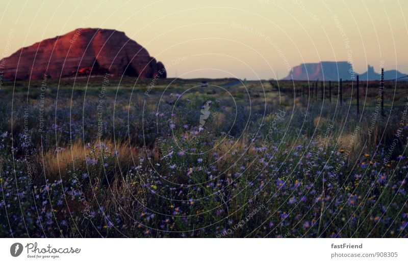 The beautiful West II Nature Landscape Plant Earth Sand Beautiful weather Flower Wild plant Mountain Desert Esthetic Vacation & Travel American Flag