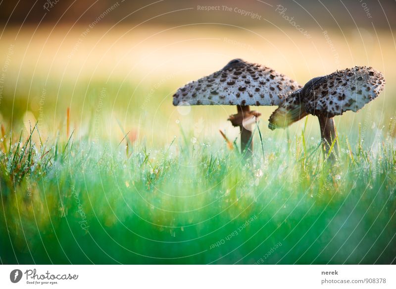 Mushrooms in the morning dew Nature Drops of water Sunlight Autumn Beautiful weather Plant Grass Meadow Populated Esthetic Disgust Elegant Healthy Gigantic Wet