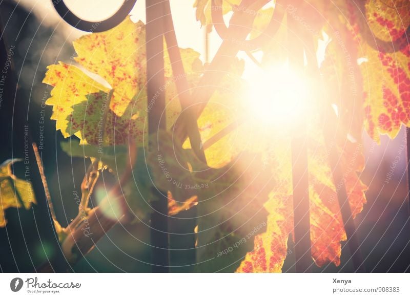 autumn sun Environment Nature Plant Leaf Agricultural crop Vine Garden Park Warmth Yellow Red Warm-heartedness Evening sun Autumn leaves Autumnal colours