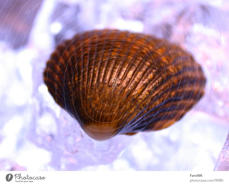 seashell Mussel Violet Macro (Extreme close-up) Close-up Ice