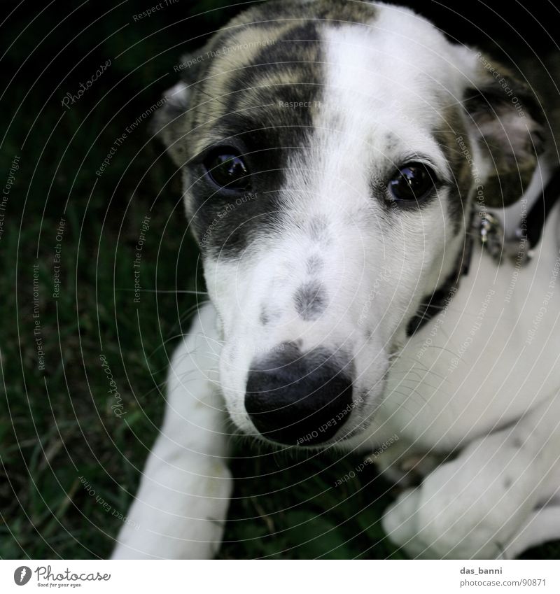 please, please, please Greyhound Puppy Dog's snout Puppydog eyes Looking into the camera Animal face Animal portrait Cute Dog eyes