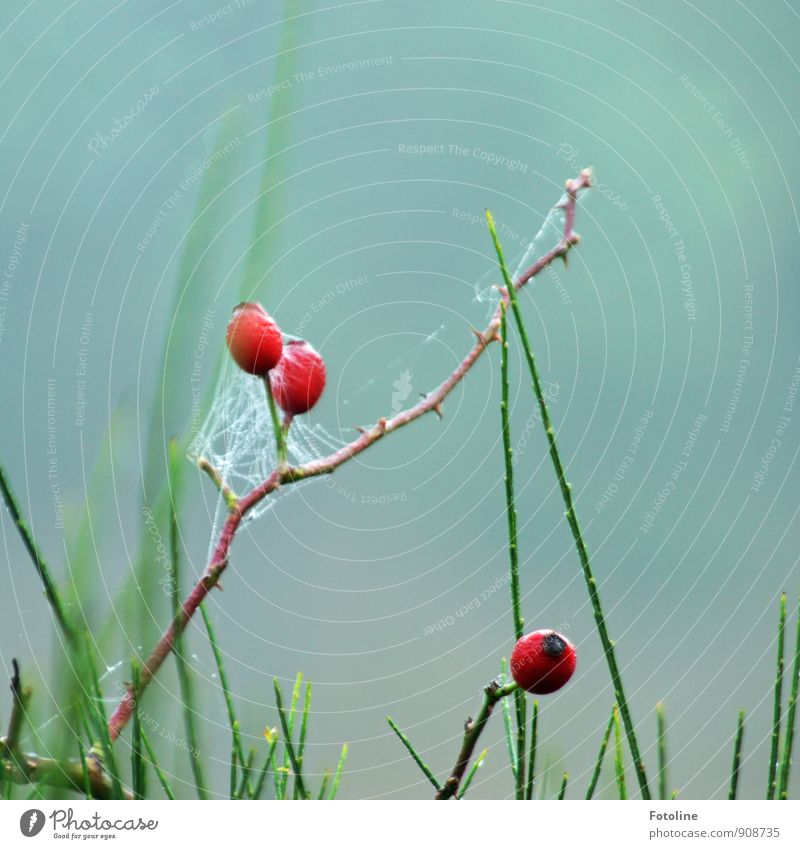 autumn beauty Environment Nature Plant Elements Water Drops of water Autumn Bushes Fresh Wet Natural Brown Green Red Rose hip Bush rose Cobwebby Spider's web