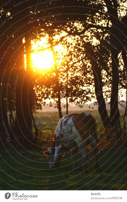 Graze peacefully in the evening light Agriculture Forestry Sun Sunrise Sunset Sunlight Autumn Beautiful weather Tree Grass Bushes Meadow Field Pasture Animal