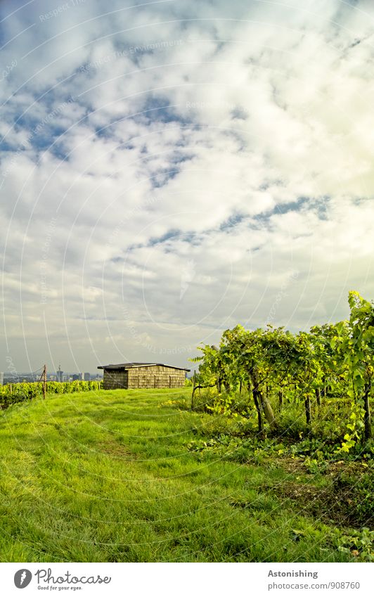 hut Environment Nature Landscape Plant Sky Clouds Horizon Autumn Weather Beautiful weather Grass Bushes Agricultural crop Meadow Hill Hut Building Bright Blue