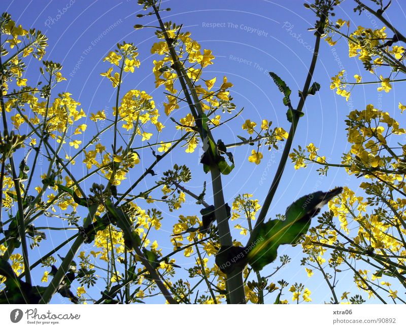 rape giants Canola Canola field Yellow Worm's-eye view Blossom Field Summer Environment Spring Stalk Plant Oil Energy industry Blossoming Organic produce