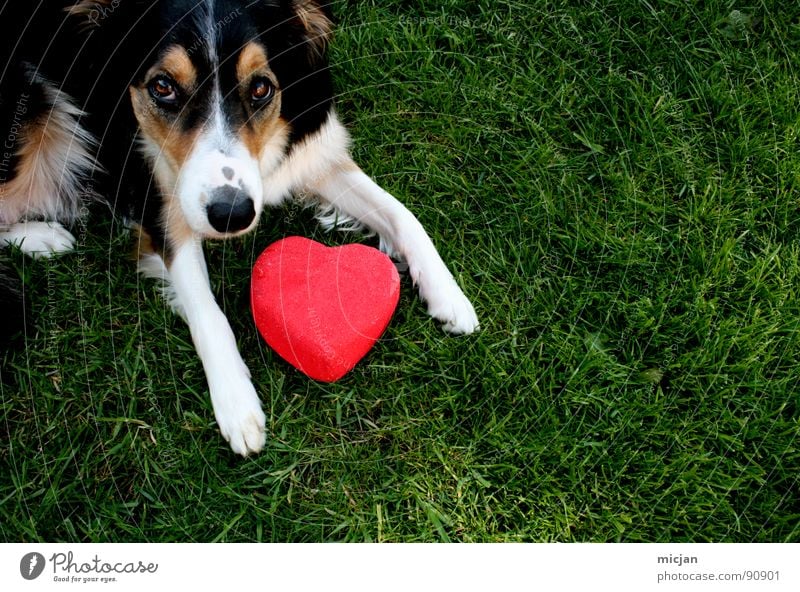 Simply love Dog Collie Animal Love Beg Looking Puppydog eyes Red Brown Black White Tricolour 3 Green Grass Meadow Long Pelt Summer Sincere Paw Sweet Cute