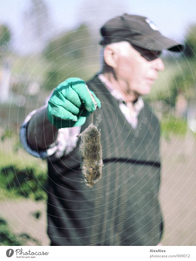 harmless Gardening Garden plot Gloves Male senior Man 60 years and older Senior citizen Beautiful weather Peaked cap Vest Sweater White-haired Mouse Field vole