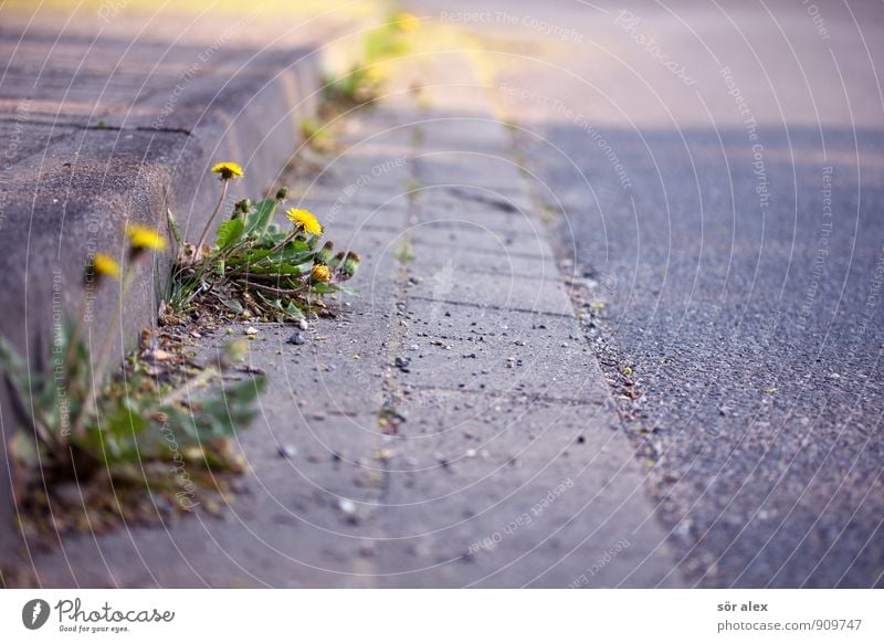 street green Nature Plant Flower Leaf Blossom Dandelion Small Town Growth Yellow Gray Endurance Unwavering Climate Power Life Joie de vivre (Vitality)