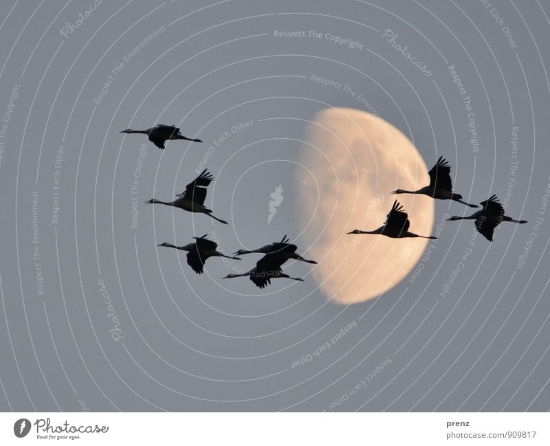 eight Environment Nature Animal Moon Autumn Wild animal Bird Group of animals Flock Gray Black Crane Flying Floating 8 Stork village Linum Colour photo