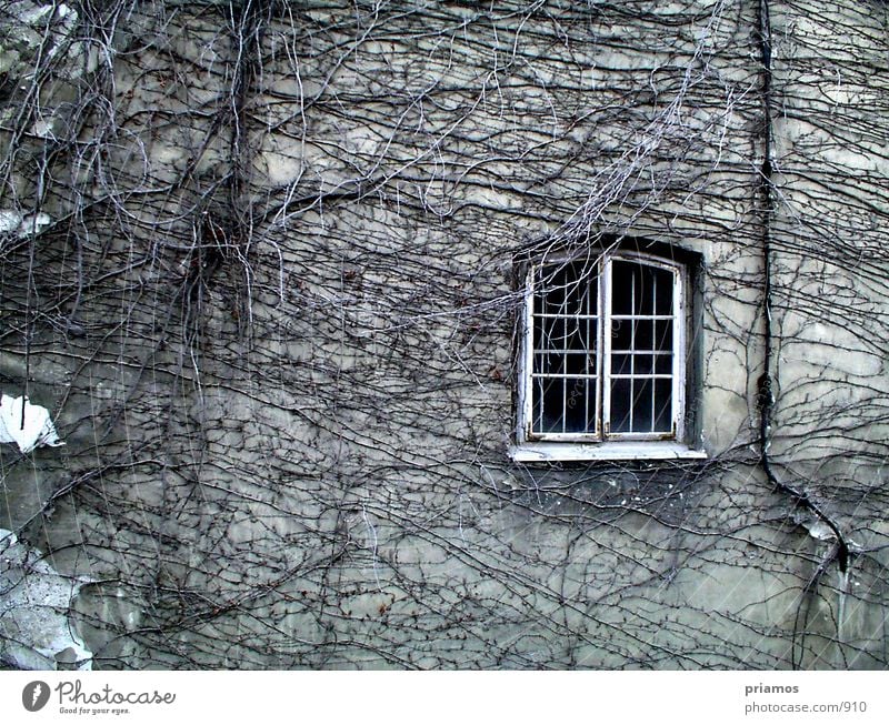 Rapunzel, let your hair down. Window Facade Decline Wall (barrier) Structures and shapes Architecture Old