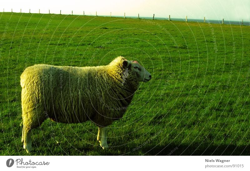 Germanys Next Superschaf Sheep Green Ocean Field Meadow Wool Animal Fence Clouds Wool sweater Sun Hill Dike Habitat Nature reserve Baltic Sea Feet Posture