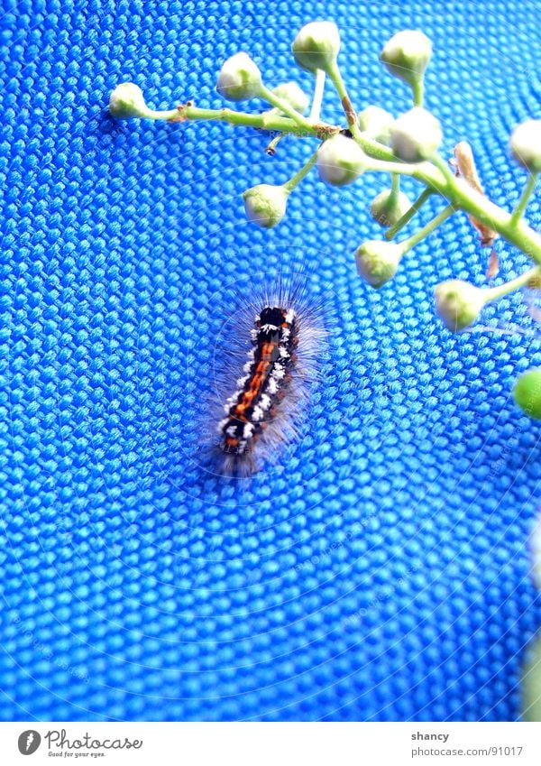 pretty hairy Insect Animal Plant Pattern Background picture Stalk Blur Zoom effect Detail Macro (Extreme close-up) Close-up Caterpillar macro mode