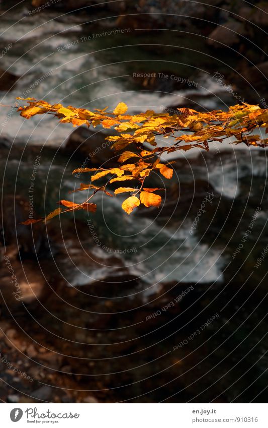 gold leaf Nature Water Autumn Leaf Branch Twig River Yellow Black Sadness Grief Seasons Autumnal Autumn leaves Colour photo Subdued colour Exterior shot