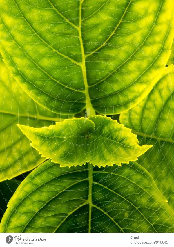 Hoard Garden Nature Plant Spring Summer Flower Leaf Foliage plant Hydrangea hydrangea leaf garden flower Observe Yellow Green Calm Authentic Esthetic