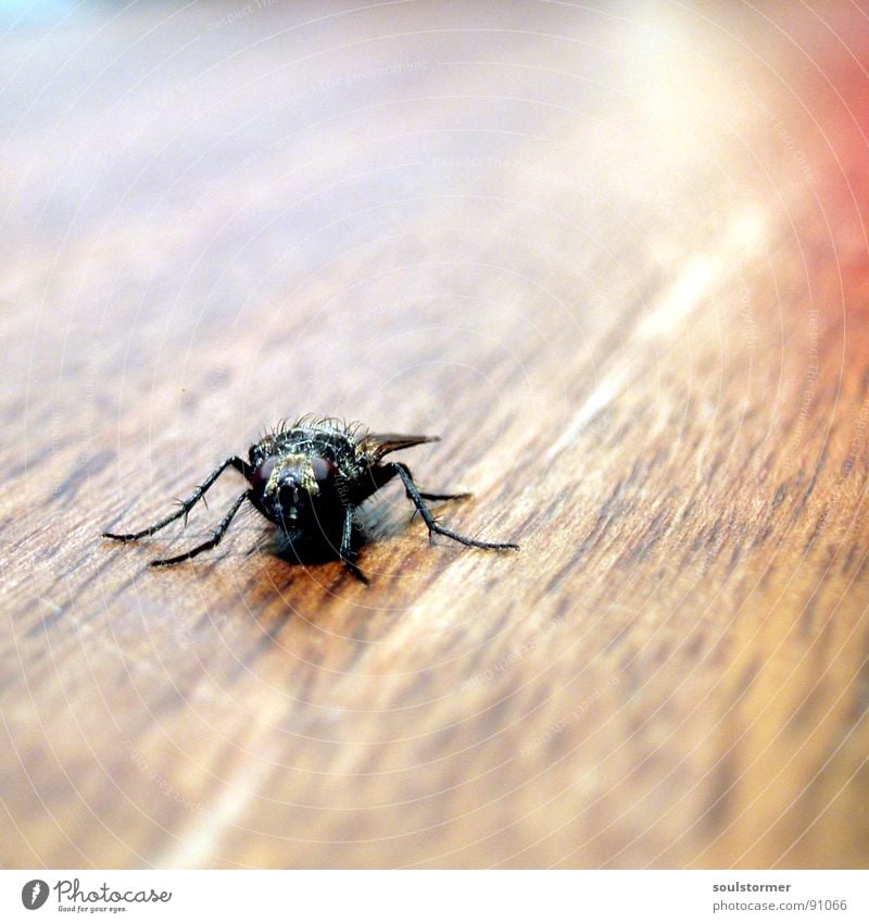 fly away! Fly Insect Wood Table Brown Speed Animal Macro (Extreme close-up) Depth of field Blur Square Snapshot Ephemera Wing Legs Close-up Nature Sit Wait